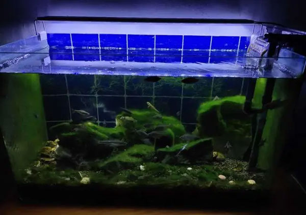 合肥热弯鱼缸